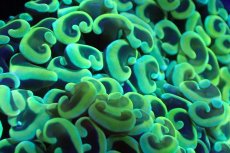 画像2: 【サンゴ】【通販】ナガレハナサンゴ（Gold/MLサイズ）（個体販売）（±13-15cm)No.1（生体）（サンゴ） (2)