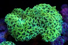 画像1: 【サンゴ】【通販】ナガレハナサンゴ（Gold/MLサイズ）（個体販売）（±10-12cm)No.2（生体）（サンゴ） (1)