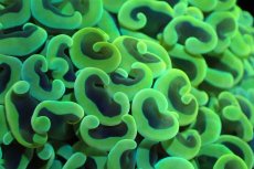 画像2: 【サンゴ】【通販】ナガレハナサンゴ（Gold/MLサイズ）（個体販売）（±10-12cm)No.2（生体）（サンゴ） (2)