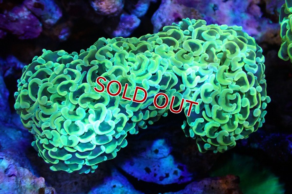 画像1: 【サンゴまとめ買い割引き10％〜20%OFF対象商品】 【サンゴ】【通販】ナガレハナサンゴ（Gold/MLサイズ）（個体販売）（±10-12cm)No.3（生体）（サンゴ） (1)