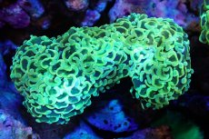 画像1: 【サンゴ】【通販】ナガレハナサンゴ（Gold/MLサイズ）（個体販売）（±10-12cm)No.3（生体）（サンゴ） (1)