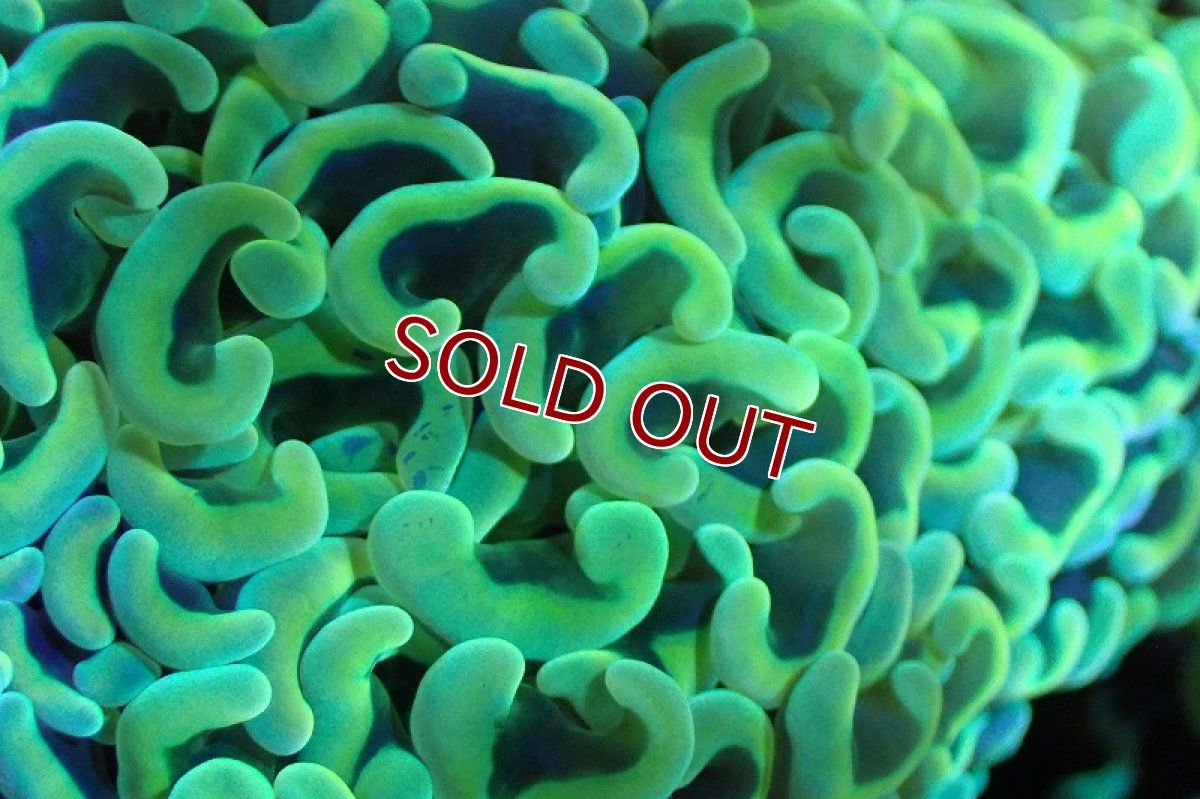 画像2: 【サンゴまとめ買い割引き10％〜20%OFF対象商品】 【サンゴ】【通販】ナガレハナサンゴ（Gold/MLサイズ）（個体販売）（±10-12cm)No.3（生体）（サンゴ） (2)