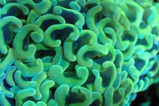 画像2: 【サンゴ】【通販】ナガレハナサンゴ（Gold/MLサイズ）（個体販売）（±10-12cm)No.3（生体）（サンゴ） (2)