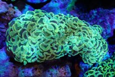 画像1: 【サンゴ】【通販】ナガレハナサンゴ（Gold/MLサイズ）（個体販売）（±10-12cm)No.4（生体）（サンゴ） (1)