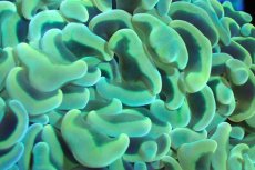 画像2: 【サンゴ】【通販】ナガレハナサンゴ（Gold/MLサイズ）（個体販売）（±10-12cm)No.4（生体）（サンゴ） (2)