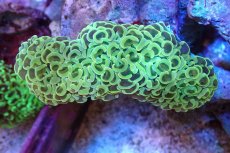 画像1: 【サンゴ】【通販】ナガレハナサンゴ（Gold/MLサイズ）（個体販売）（±10-12cm)No.5（生体）（サンゴ） (1)