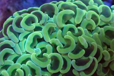 画像2: 【サンゴ】【通販】ナガレハナサンゴ（Gold/MLサイズ）（個体販売）（±10-12cm)No.5（生体）（サンゴ） (2)