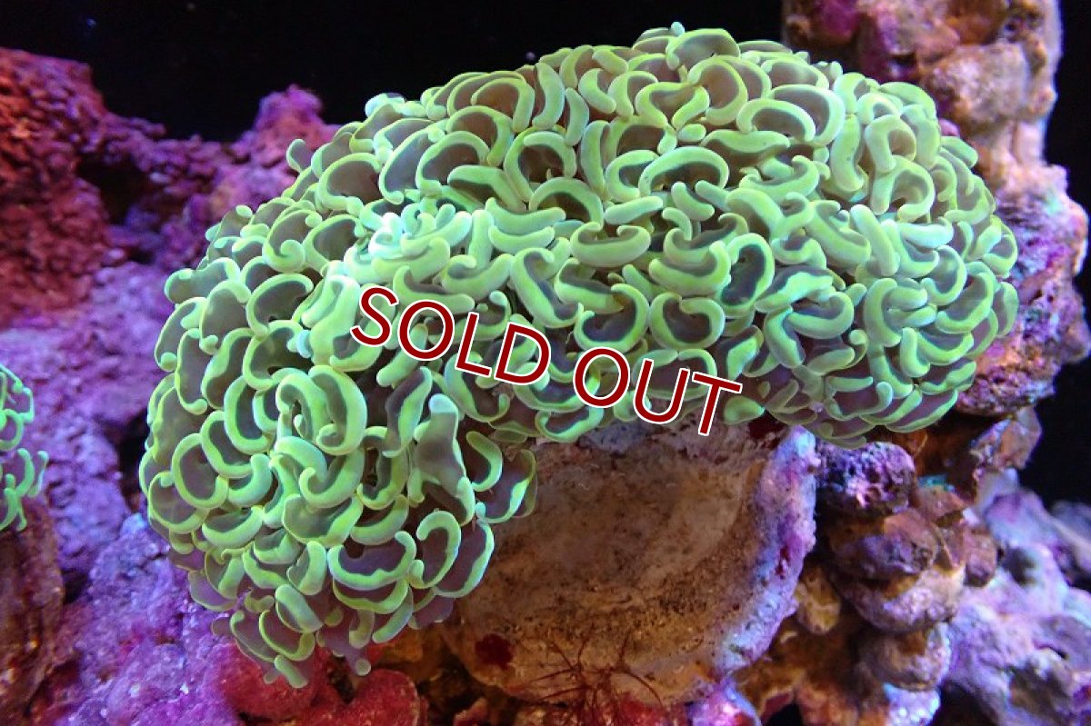画像1: 【サンゴまとめ買い割引き10％〜20%OFF対象商品】 【サンゴ】【通販】ナガレハナサンゴ（Gold/MLサイズ）（個体販売）（±13-15cm)No.6（生体）（サンゴ） (1)