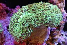 画像1: 【サンゴ】【通販】ナガレハナサンゴ（Gold/MLサイズ）（個体販売）（±13-15cm)No.6（生体）（サンゴ） (1)