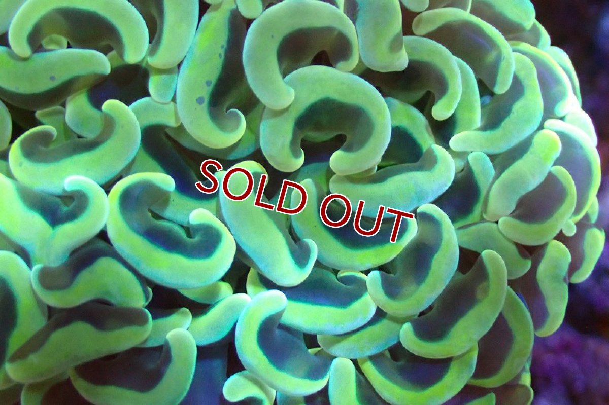 画像2: 【サンゴまとめ買い割引き10％〜20%OFF対象商品】 【サンゴ】【通販】ナガレハナサンゴ（Gold/MLサイズ）（個体販売）（±13-15cm)No.6（生体）（サンゴ） (2)