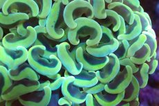 画像2: 【サンゴ】【通販】ナガレハナサンゴ（Gold/MLサイズ）（個体販売）（±13-15cm)No.6（生体）（サンゴ） (2)