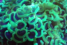 画像2: 【サンゴ】【通販】ナガレハナサンゴ（メタリックグリーン/Lサイズ）（個体販売）（±15-18cm)No.7（生体）（サンゴ） (2)