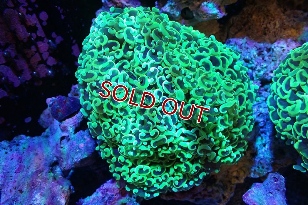画像1: 【サンゴまとめ買い割引き10％〜20%OFF対象商品】 【サンゴ】【通販】ナガレハナサンゴ（メタリックグリーン/MLサイズ）（個体販売）（±13-15cm)No.8（生体）（サンゴ） (1)
