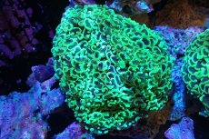 画像1: 【サンゴ】【通販】ナガレハナサンゴ（メタリックグリーン/MLサイズ）（個体販売）（±13-15cm)No.8（生体）（サンゴ） (1)