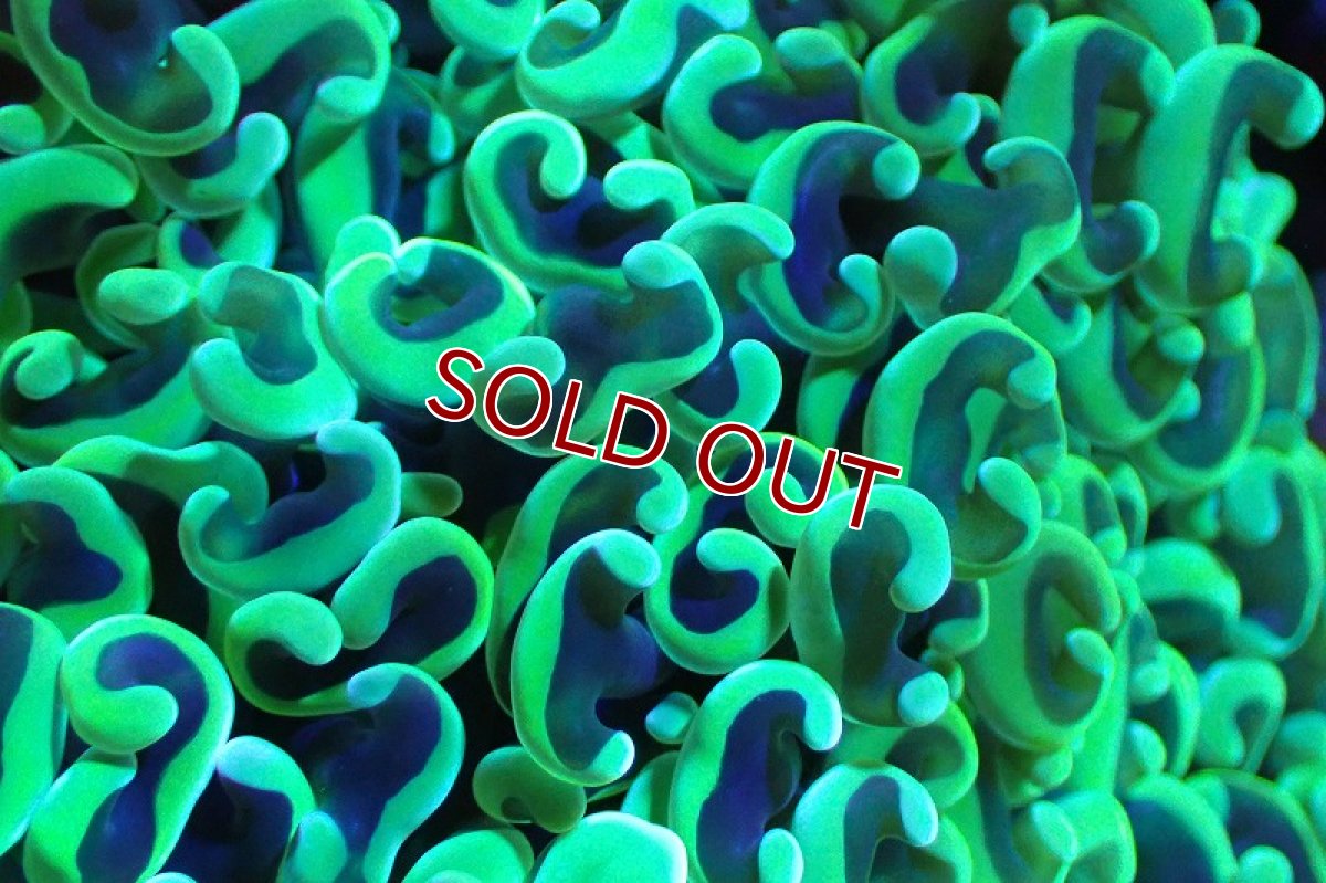 画像2: 【サンゴまとめ買い割引き10％〜20%OFF対象商品】 【サンゴ】【通販】ナガレハナサンゴ（メタリックグリーン/MLサイズ）（個体販売）（±13-15cm)No.8（生体）（サンゴ） (2)