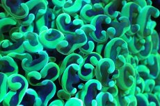 画像2: 【サンゴ】【通販】ナガレハナサンゴ（メタリックグリーン/MLサイズ）（個体販売）（±13-15cm)No.8（生体）（サンゴ） (2)