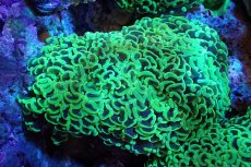 画像1: 【サンゴ】【通販】ナガレハナサンゴ（メタリックグリーン/MLサイズ）（個体販売）（±13-15cm)No.9（生体）（サンゴ） (1)
