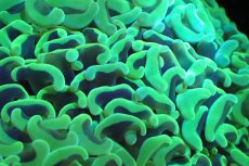 画像2: 【サンゴ】【通販】ナガレハナサンゴ（メタリックグリーン/MLサイズ）（個体販売）（±13-15cm)No.9（生体）（サンゴ） (2)