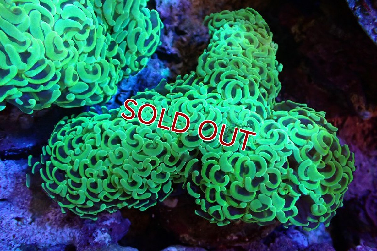 画像1: 【サンゴまとめ買い割引き10％〜20%OFF対象商品】 【サンゴ】【通販】ナガレハナサンゴ（メタリックグリーン/MLサイズ）（個体販売）（±13-15cm)No.10（生体）（サンゴ） (1)