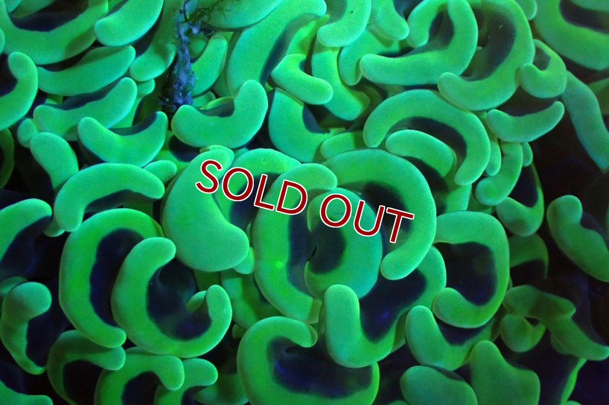 画像2: 【サンゴまとめ買い割引き10％〜20%OFF対象商品】 【サンゴ】【通販】ナガレハナサンゴ（メタリックグリーン/MLサイズ）（個体販売）（±13-15cm)No.10（生体）（サンゴ） (2)