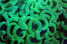 画像2: 【サンゴ】【通販】ナガレハナサンゴ（メタリックグリーン/MLサイズ）（個体販売）（±13-15cm)No.10（生体）（サンゴ） (2)