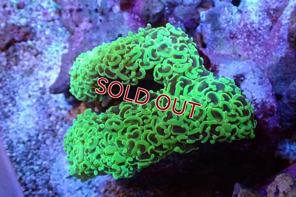 画像1: 【サンゴまとめ買い割引き10％〜20%OFF対象商品】 【サンゴ】【通販】ナガレハナサンゴ（メタリックグリーン/Lサイズ）（個体販売）（±10-12cm)No.11（生体）（サンゴ） (1)