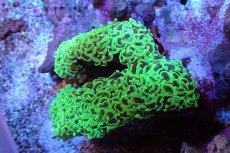 画像1: 【サンゴ】【通販】ナガレハナサンゴ（メタリックグリーン/Lサイズ）（個体販売）（±10-12cm)No.11（生体）（サンゴ） (1)