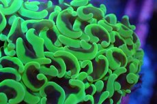 画像2: 【サンゴ】【通販】ナガレハナサンゴ（メタリックグリーン/Lサイズ）（個体販売）（±10-12cm)No.11（生体）（サンゴ） (2)