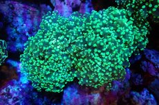 画像1: 【サンゴ】【通販】ブリードコエダナガレハナサンゴ（メタリックグリーン）（個体販売）（±7-8cm)No.1（生体）（サンゴ） (1)