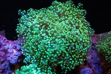 画像1: 【サンゴ】【通販】ブリードコエダナガレハナサンゴ（メタリックグリーン）（個体販売）（±4-5cm)No.2（生体）（サンゴ） (1)