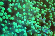 画像2: 【サンゴ】【通販】ブリードコエダナガレハナサンゴ（メタリックグリーン）（個体販売）（±4-5cm)No.2（生体）（サンゴ） (2)