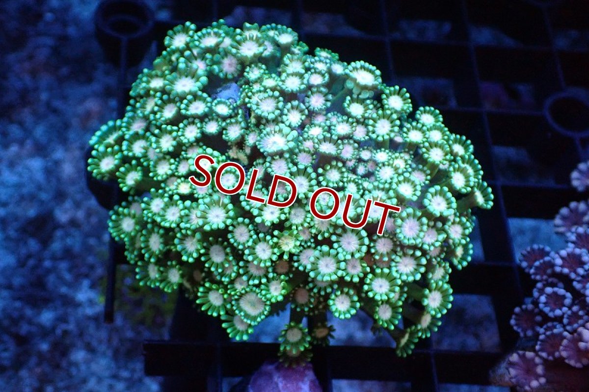 画像1: 【サンゴまとめ買い割引き10％〜20%OFF対象商品】 【サンゴ】【通販】アワサンゴ（メタリックグリーン/ピンクコア）（個体販売）（±7-8cm)No.1（生体）（サンゴ） (1)