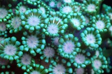 画像2: 【サンゴ】【通販】アワサンゴ（メタリックグリーン/ピンクコア）（個体販売）（±7-8cm)No.1（生体）（サンゴ） (2)