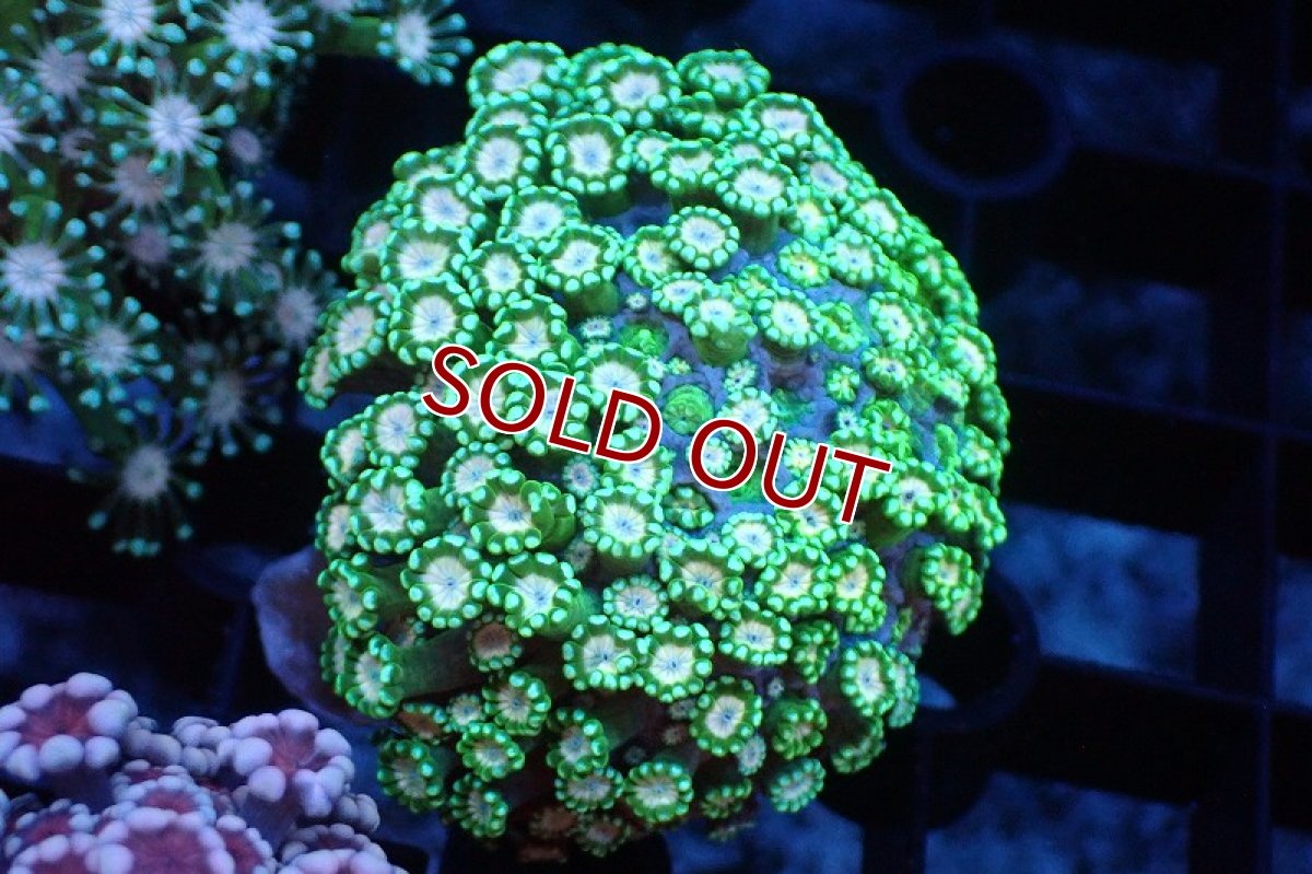 画像1: 【サンゴまとめ買い割り引き対象商品30周年セール】【サンゴ】【通販】アワサンゴ（メタリックグリーン/ピンクコア）（個体販売）（±4-5cm)No.2（生体）（サンゴ） (1)