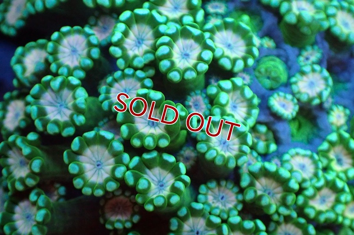 画像2: 【サンゴまとめ買い割り引き対象商品30周年セール】【サンゴ】【通販】アワサンゴ（メタリックグリーン/ピンクコア）（個体販売）（±4-5cm)No.2（生体）（サンゴ） (2)