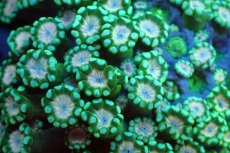 画像2: 【サンゴ】【通販】アワサンゴ（メタリックグリーン/ピンクコア）（個体販売）（±4-5cm)No.2（生体）（サンゴ） (2)