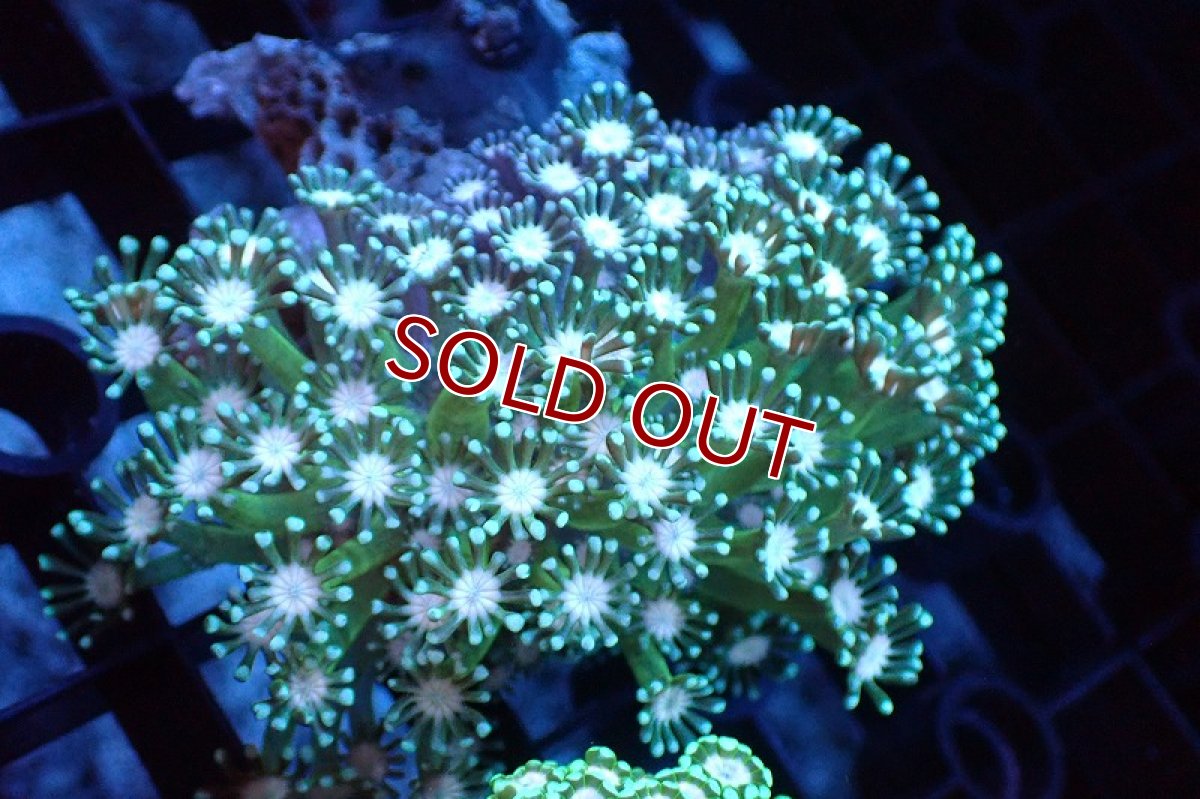 画像1: 【サンゴまとめ買い割引き10％〜20%OFF対象商品】 【サンゴ】【通販】アワサンゴ（メタリックグリーン/ピンクコア）（個体販売）（±6-7cm)No.3（生体）（サンゴ） (1)