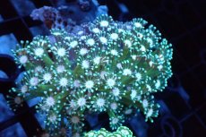 画像1: 【サンゴ】【通販】アワサンゴ（メタリックグリーン/ピンクコア）（個体販売）（±6-7cm)No.3（生体）（サンゴ） (1)