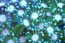 画像2: 【サンゴ】【通販】アワサンゴ（メタリックグリーン/ピンクコア）（個体販売）（±6-7cm)No.3（生体）（サンゴ） (2)