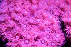 画像2: 【サンゴ】【通販】ハナガササンゴ（Pink）Mサイズ（個体販売）（±8-9cm)（生体）（サンゴ） (2)