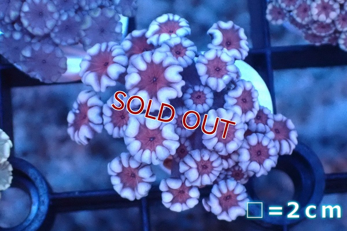 画像1: 【サンゴ】【通販】フラグ アワサンゴ（Special Color/ XSサイズ）（個体販売）No.1（生体）（サンゴ） (1)