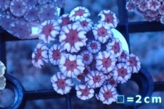 画像1: 【サンゴ】【通販】フラグ アワサンゴ（Special Color/ XSサイズ）（個体販売）No.1（生体）（サンゴ） (1)