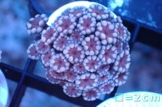 画像1: 【サンゴ】【通販】フラグ アワサンゴ（Special Color/ XSサイズ）（個体販売）No.2（生体）（サンゴ） (1)