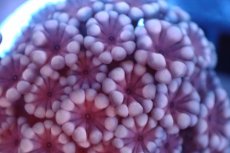 画像2: 【サンゴ】【通販】フラグ アワサンゴ（Special Color/ XSサイズ）（個体販売）No.2（生体）（サンゴ） (2)