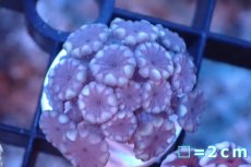 画像1: 【サンゴ】【通販】フラグ アワサンゴ（Special Color/ XSサイズ）（個体販売）No.3（生体）（サンゴ） (1)