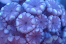 画像2: 【サンゴ】【通販】フラグ アワサンゴ（Special Color/ XSサイズ）（個体販売）No.3（生体）（サンゴ） (2)