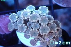 画像1: 【サンゴ】【通販】フラグ アワサンゴ（Special Color/ XSサイズ）（個体販売）No.4（生体）（サンゴ） (1)