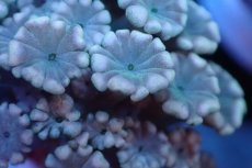 画像2: 【サンゴ】【通販】フラグ アワサンゴ（Special Color/ XSサイズ）（個体販売）No.4（生体）（サンゴ） (2)