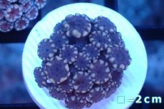 画像1: 【サンゴ】【通販】フラグ アワサンゴ（Special Color/ XSサイズ）（個体販売）No.5（生体）（サンゴ） (1)