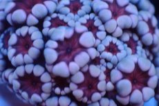 画像2: 【サンゴ】【通販】フラグ アワサンゴ（Special Color/ XSサイズ）（個体販売）No.6（生体）（サンゴ） (2)